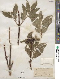 Sambucus racemosa image