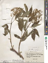 Sambucus racemosa image