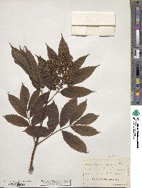 Sambucus racemosa image