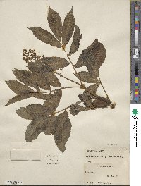 Sambucus racemosa image