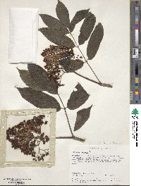 Sambucus racemosa image