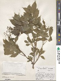 Sambucus racemosa image