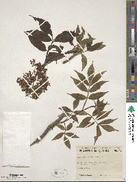 Sambucus racemosa image