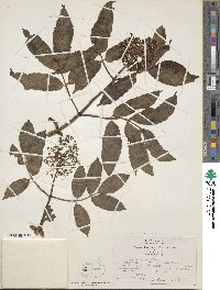 Sambucus racemosa image