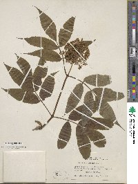 Sambucus racemosa image