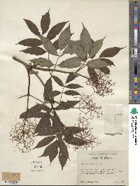 Sambucus racemosa image