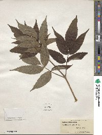 Sambucus racemosa image