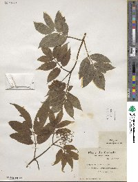 Sambucus racemosa image