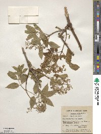 Sambucus racemosa image