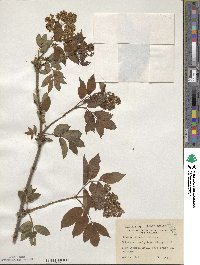 Sambucus racemosa subsp. racemosa image