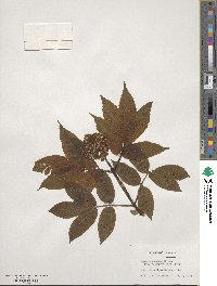 Sambucus racemosa subsp. racemosa image