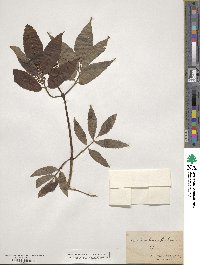 Sambucus racemosa subsp. racemosa image