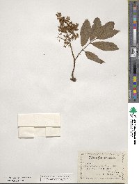 Sambucus racemosa subsp. racemosa image