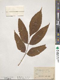 Sambucus racemosa image