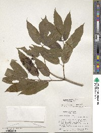 Sambucus racemosa subsp. racemosa image