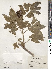 Sambucus racemosa subsp. racemosa image