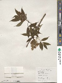 Sambucus racemosa subsp. racemosa image