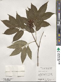 Sambucus racemosa subsp. racemosa image