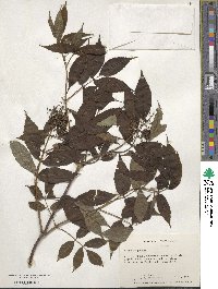 Sambucus racemosa subsp. racemosa image