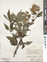 Sambucus racemosa subsp. racemosa image