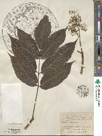 Sambucus racemosa subsp. racemosa image