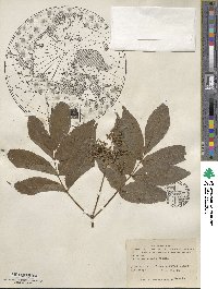 Sambucus racemosa subsp. racemosa image