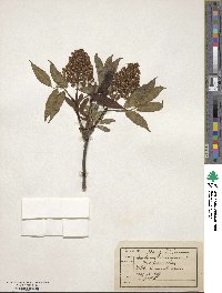 Sambucus racemosa image