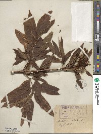 Sambucus ebulus image