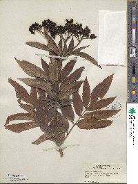 Sambucus ebulus image