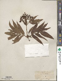 Sambucus ebulus image