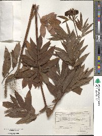 Sambucus ebulus image