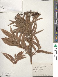 Sambucus ebulus image