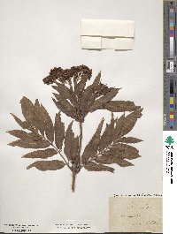 Sambucus ebulus image