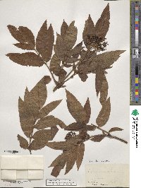 Sambucus ebulus image