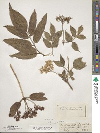 Sambucus ebulus image