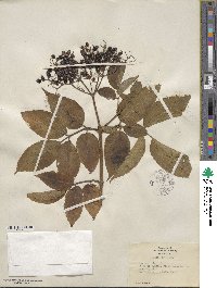 Sambucus nigra image