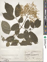 Sambucus nigra image