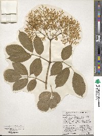 Sambucus nigra image