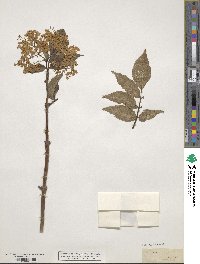 Sambucus nigra image