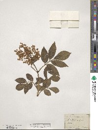 Sambucus nigra image