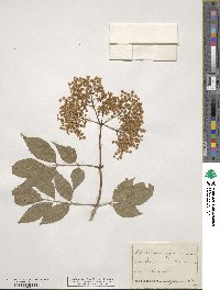 Sambucus nigra image