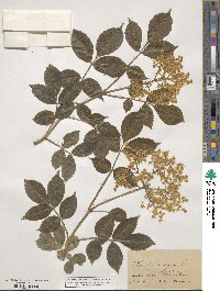 Sambucus nigra image