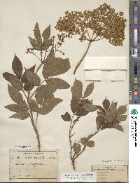 Sambucus nigra image