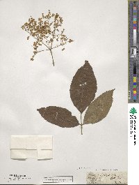 Sambucus nigra image