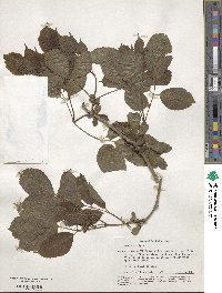 Sambucus nigra image