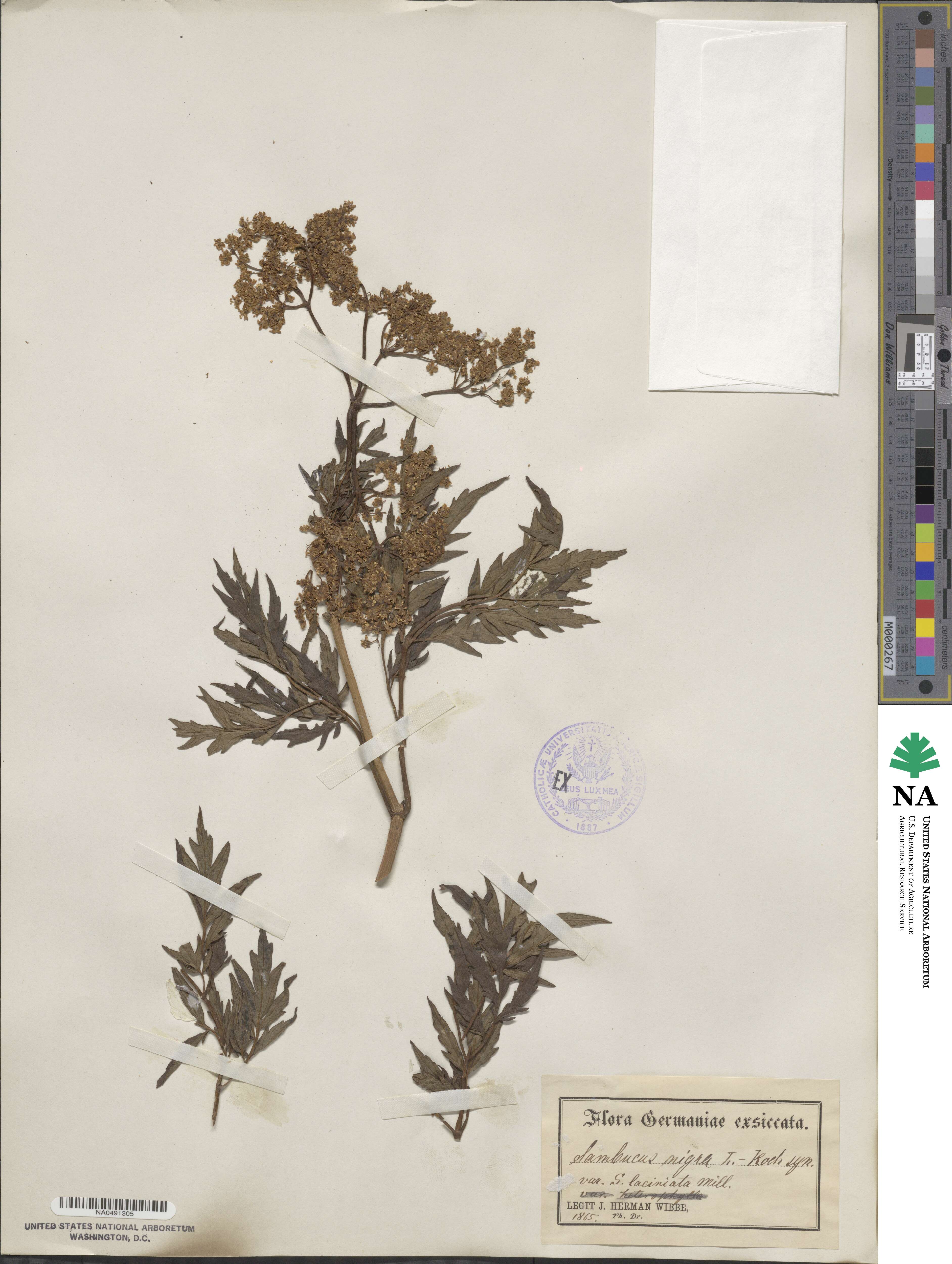 Sambucus nigra image