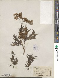 Sambucus nigra image