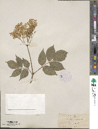 Sambucus nigra image