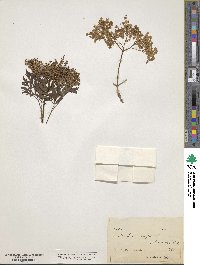 Sambucus nigra image