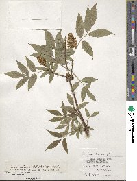 Sambucus racemosa image